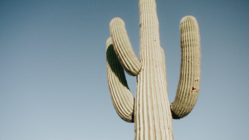 Cactus in southern Arizona